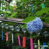 風鈴と紫陽花