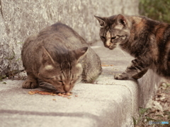 キジ「うまいうまい」サビ「いいなぁ…」