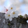 桜花の散る前に…