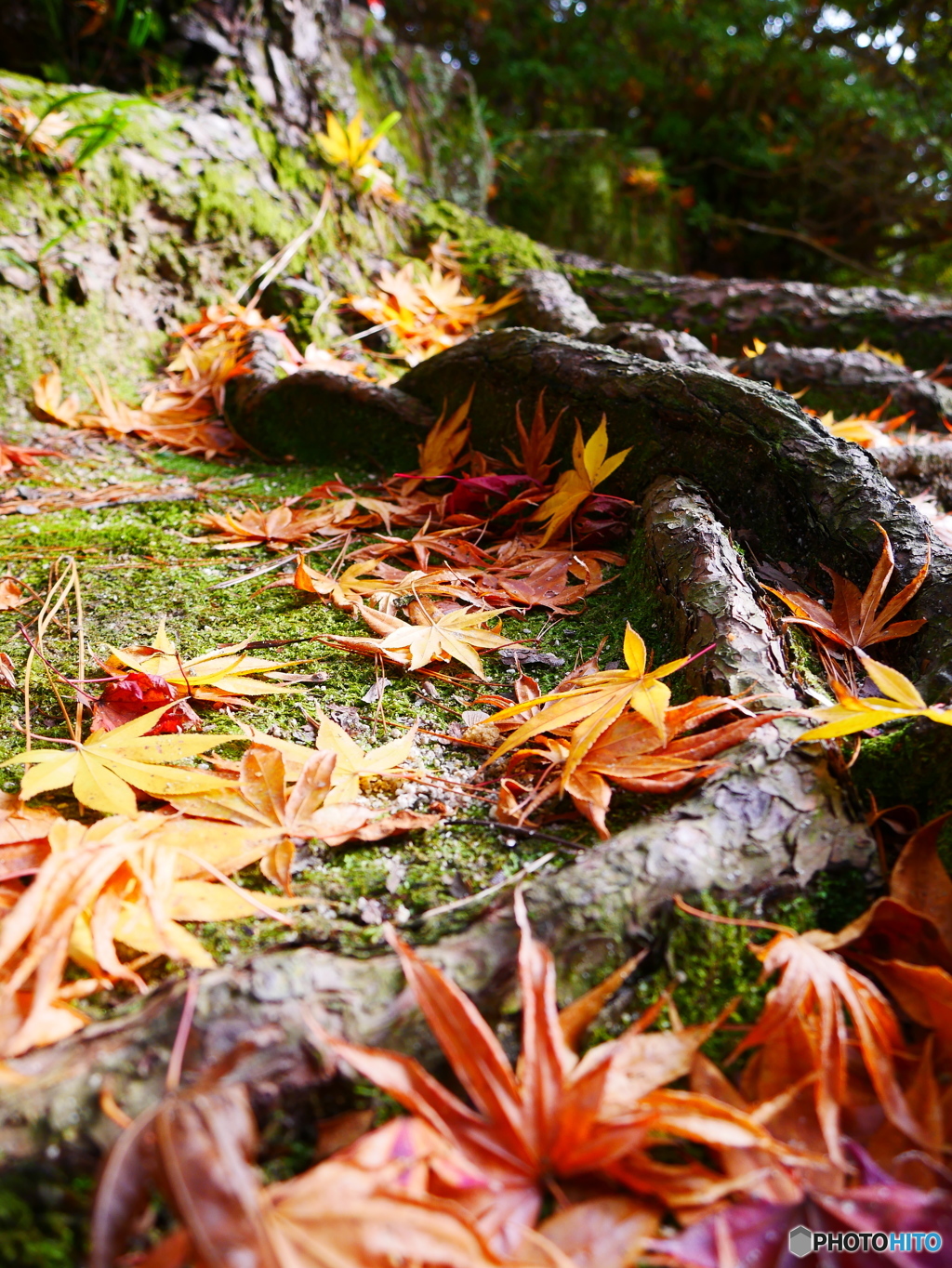 紅葉