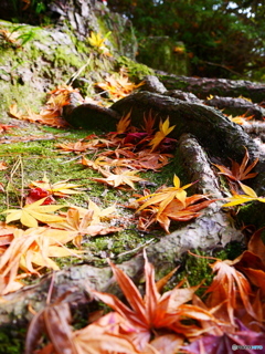 紅葉