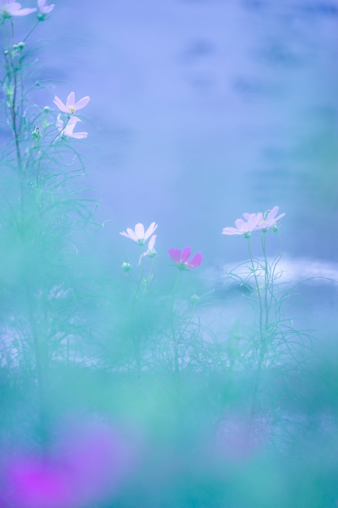 Sweet Cosmos