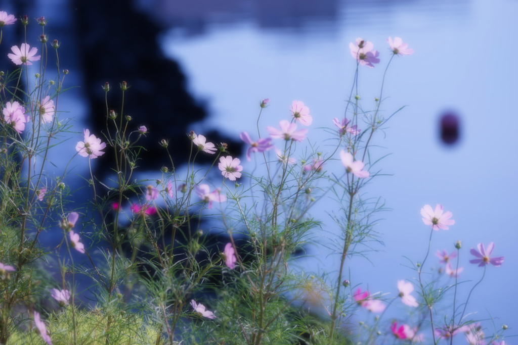 秋の便り～しながわ花海道～