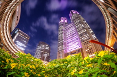 Tokyo Metropolitan Government in Pink