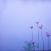 水辺のcosmos