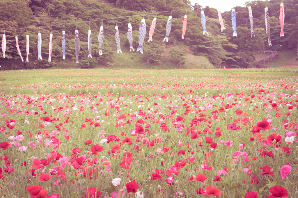 くりはま花の国　ポピーまつり