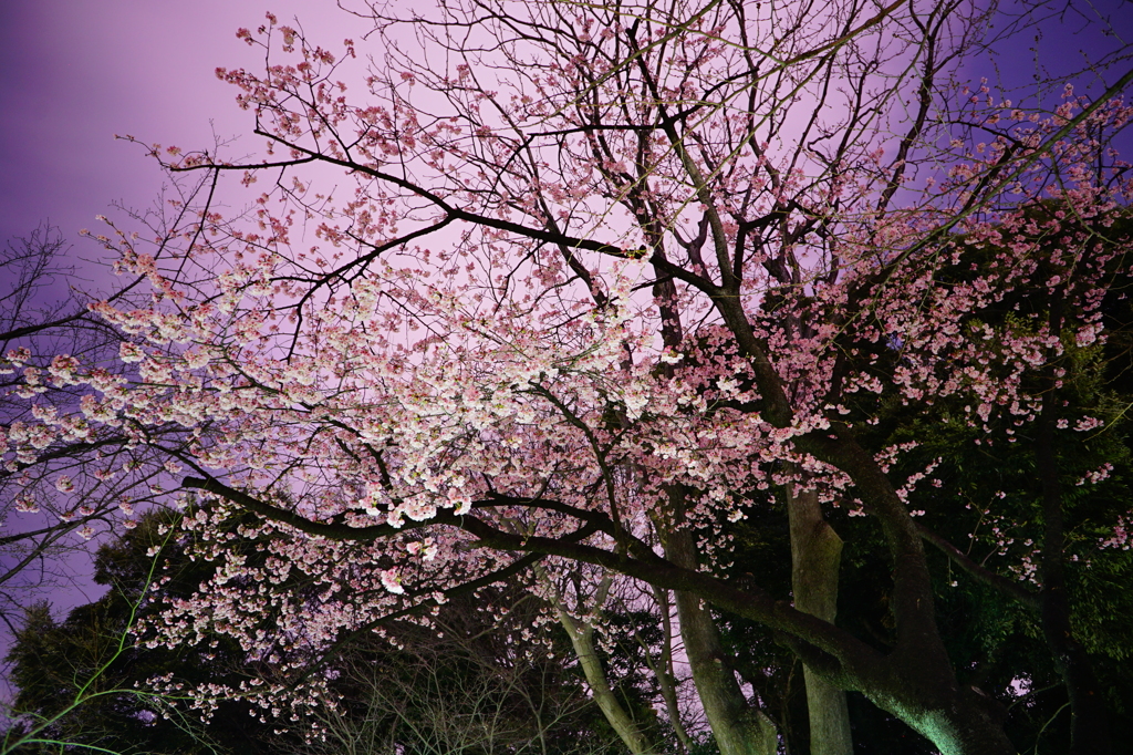 夜桜