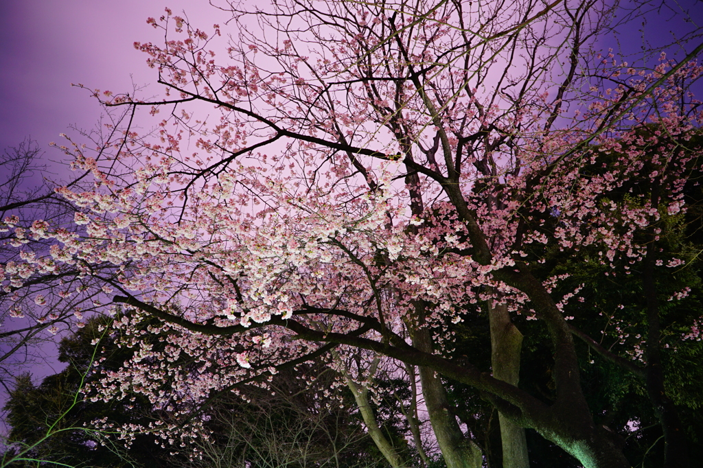 夜桜