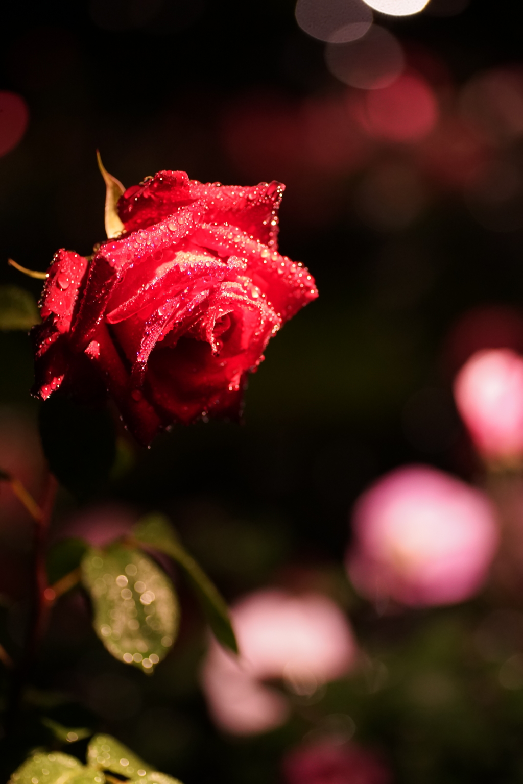 雨上がりの薔薇