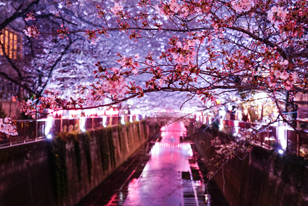 春色の川面