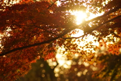 夕陽と紅葉の見えるとき