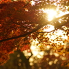 夕陽と紅葉の見えるとき