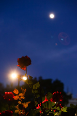 月夜の下の薔薇