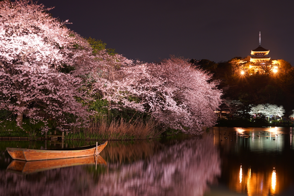 満開夜桜を船はゆく