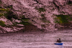 散桜