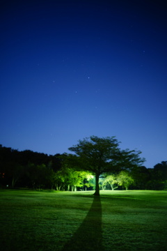 Shadow of the tree