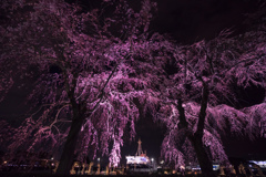 夜の枝垂れ桜と氷川丸