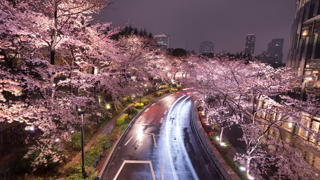 さくら模様、雨模様