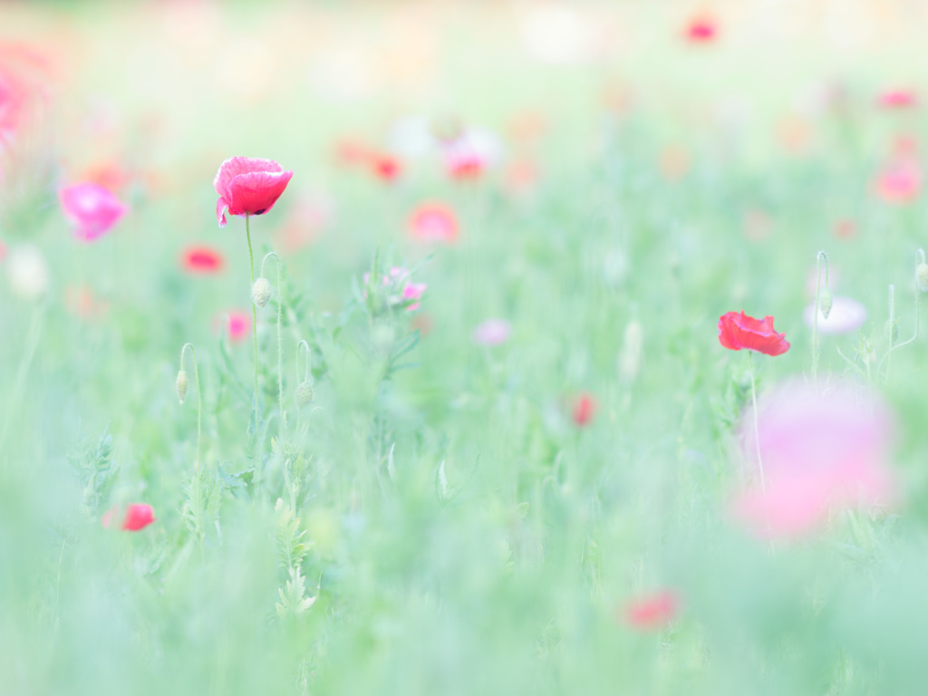 くりはま花の国　ポピーまつり