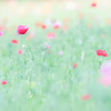 くりはま花の国　ポピーまつり