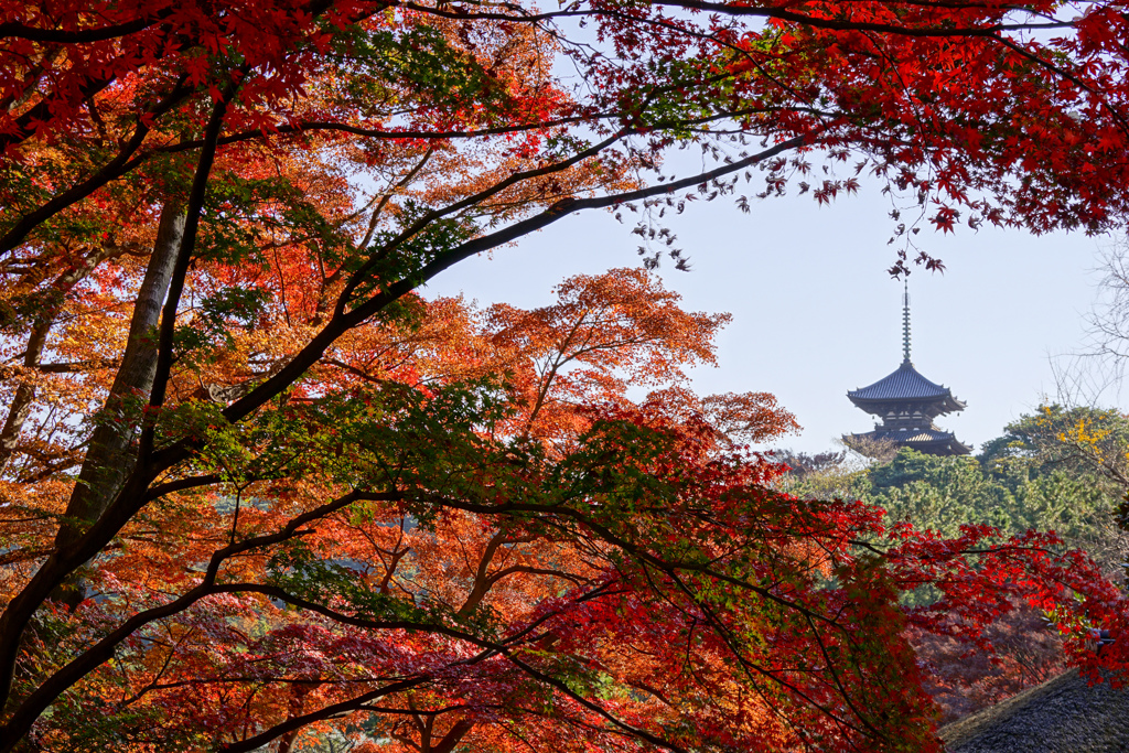 初冬の紅と三重塔