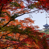 初冬の紅と三重塔