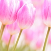 Winter Tulip -2-