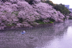 散桜