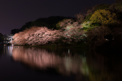 観桜の夕べ-2-