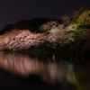 観桜の夕べ-2-