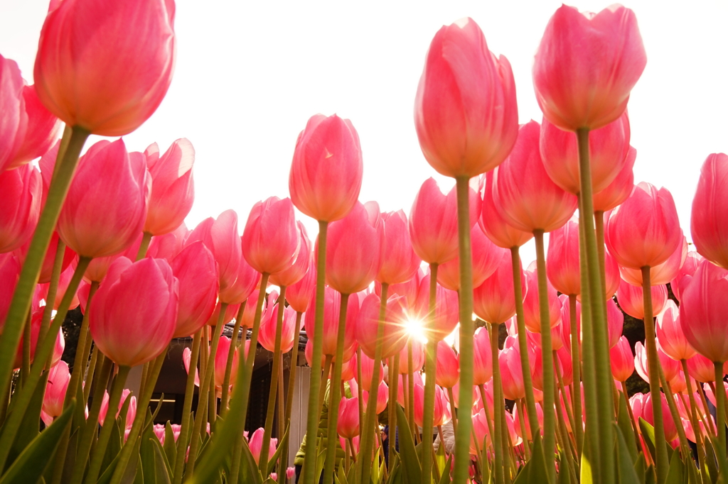 Winter Tulip -3-