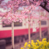春の彩り