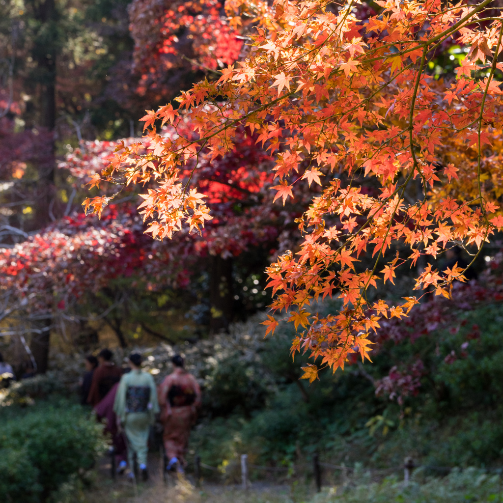 初冬の紅と着物