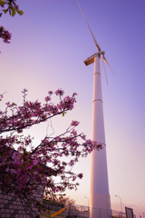 河津桜と風力発電