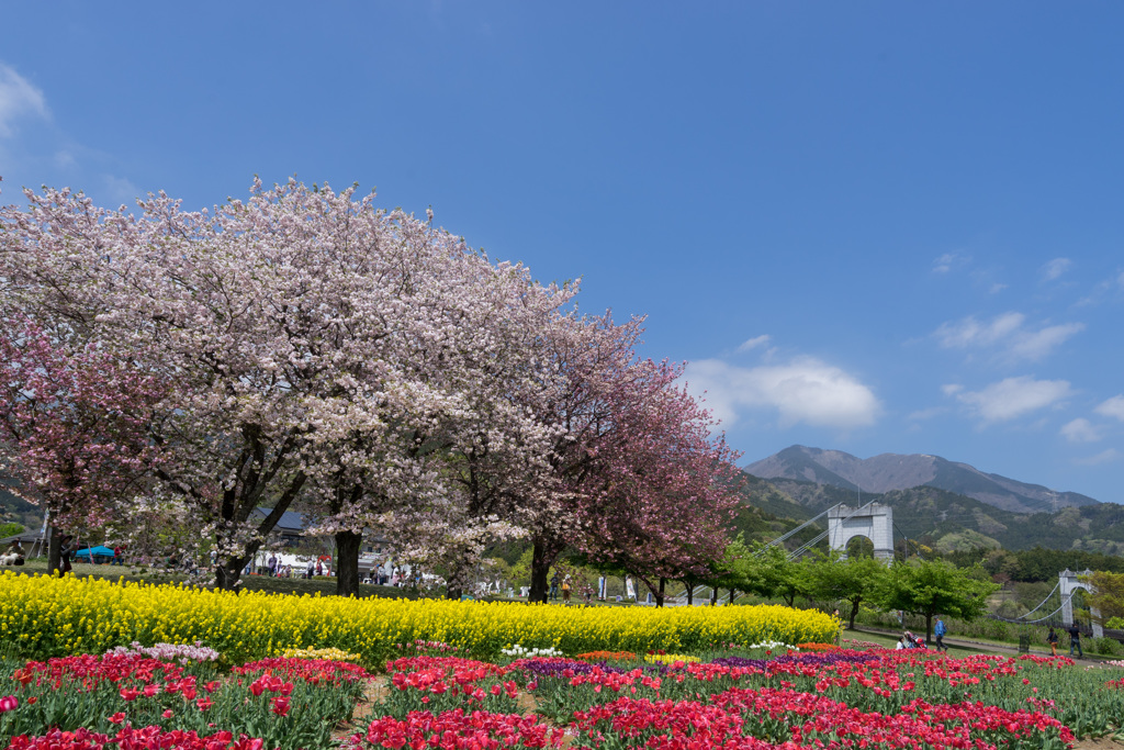 桜と菜の花とチューリップ