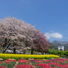 桜と菜の花とチューリップ
