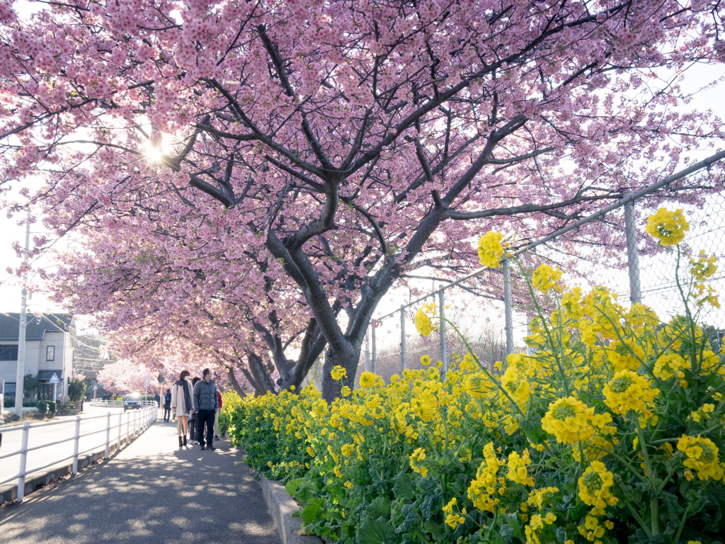 桜と菜の花の道