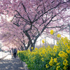 桜と菜の花の道