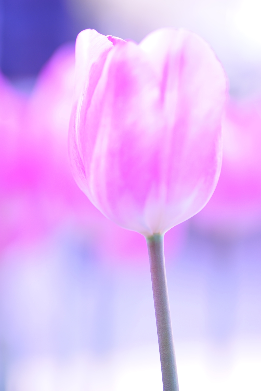 Winter Tulip - 1 -
