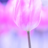 Winter Tulip - 1 -