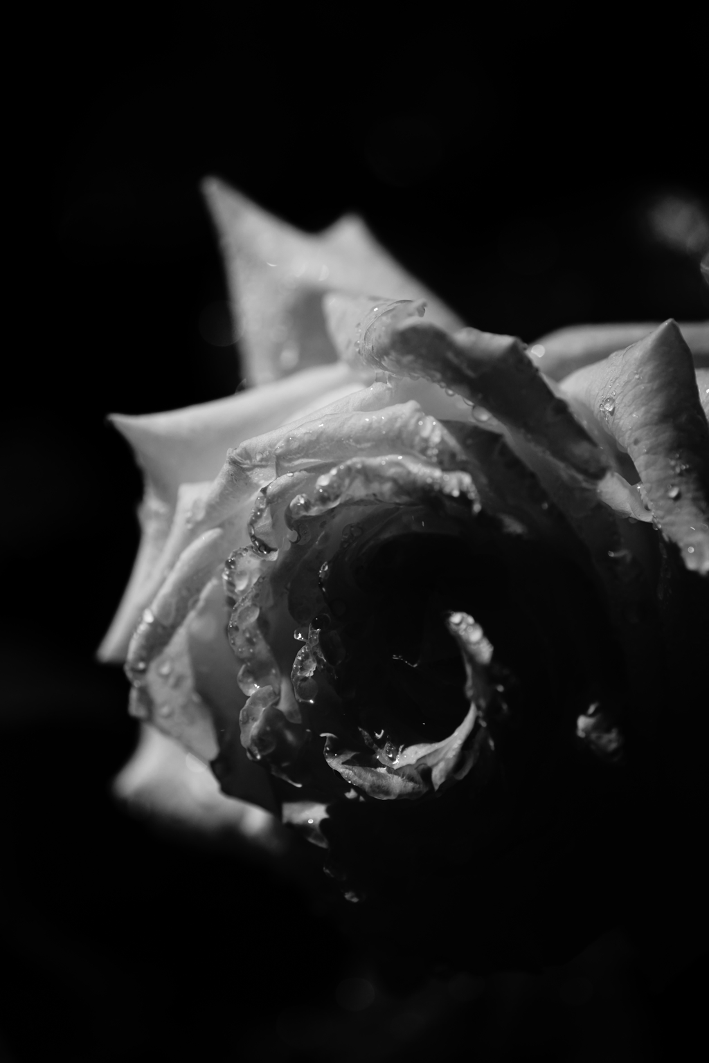 雨あがりの薔薇