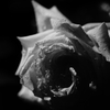 雨あがりの薔薇