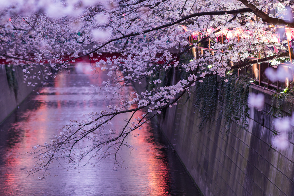 目黒川桜まつり2018