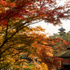 初冬の紅葉