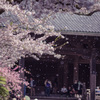 桜、散る頃