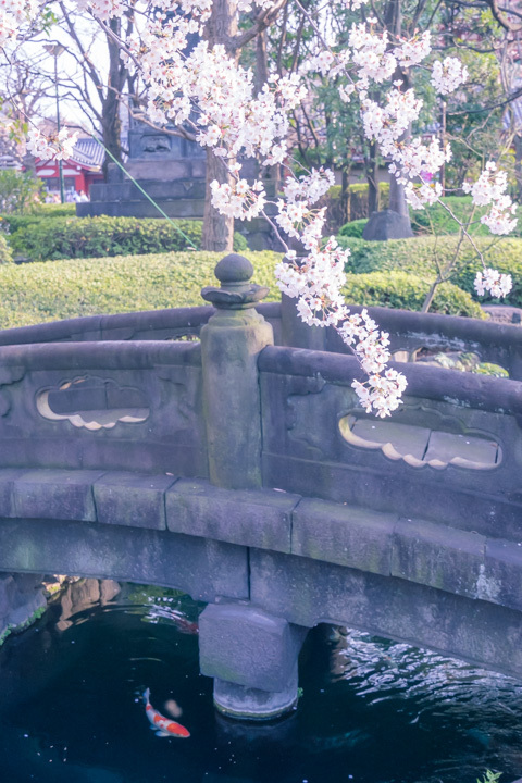 桜を探して