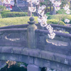 桜を探して