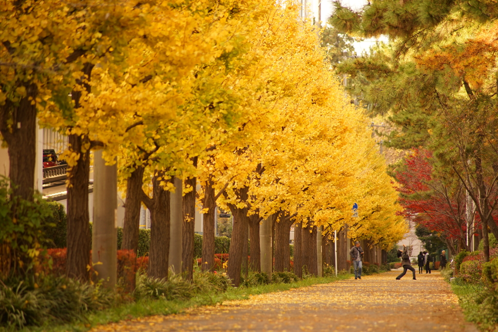 紅葉を・・・撮るっ！