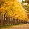 紅葉を・・・撮るっ！