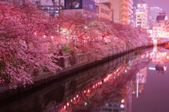 大岡川の桜